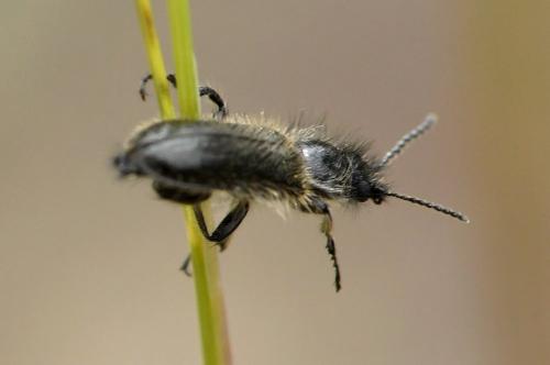 Enicopus sp.